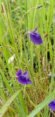 Utricularia reticulata