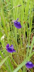Utricularia reticulata