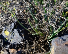 Bulbine triebneri