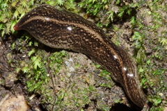 Australopacifica mariae