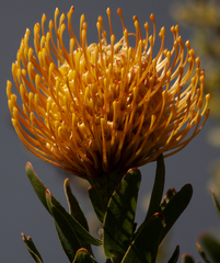 Leucospermum × hybridum