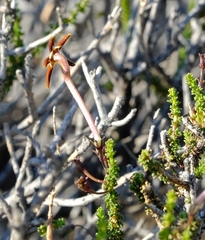Jamesbrittenia atropurpurea