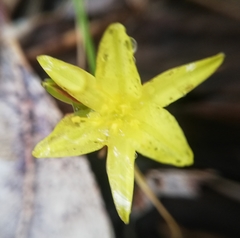 Tricoryne