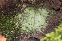 Fungi