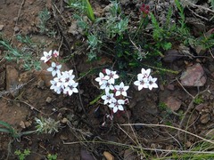 Adenandra marginata