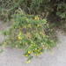 Gorse - Photo (c) mathilde-bezin, some rights reserved (CC BY-NC)