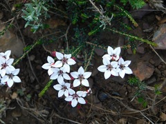 Adenandra marginata