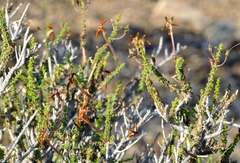 Jamesbrittenia atropurpurea