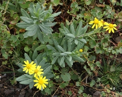 Senecio squalidus aethnensis