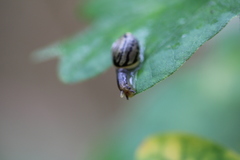 Helicina