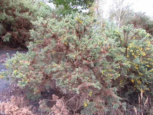 Ulex europaeus