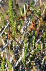 Jamesbrittenia atropurpurea
