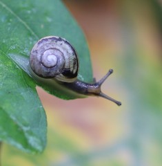 Helicina
