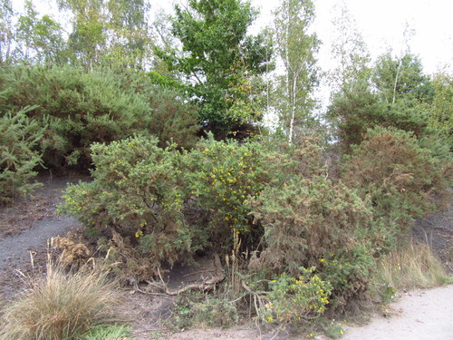 Ulex europaeus