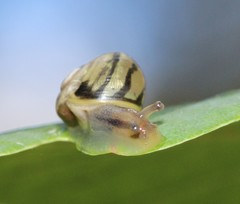 Helicina