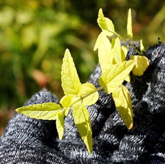 Scutellaria yezoensis