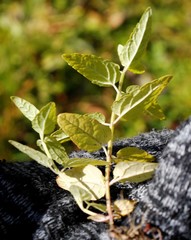 Scutellaria yezoensis
