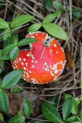 Amanita muscaria