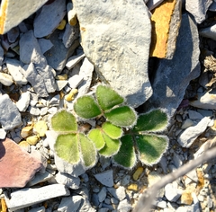 Oxalis melanosticta