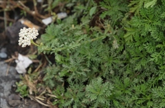 Achillea ligustica