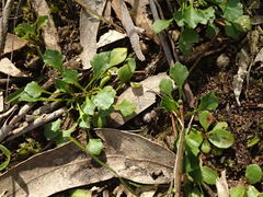 Viola cleistogamoides