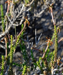 Jamesbrittenia atropurpurea