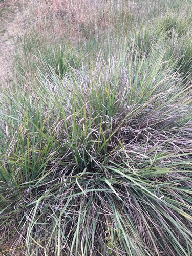 Image of Paspalum quadrifarium by (c) Thomas Mesaglio, some rights reserved (CC BY)