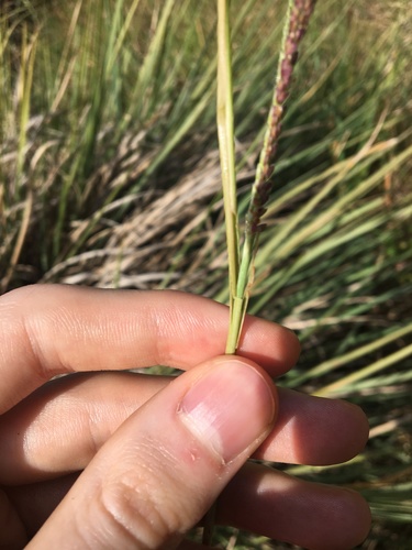Image of Paspalum quadrifarium by (c) Thomas Mesaglio, some rights reserved (CC BY)