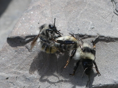 Bombus mesomelas