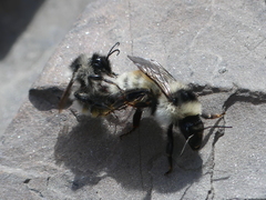 Bombus mesomelas
