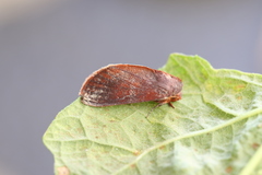 Hemicephalis laronia