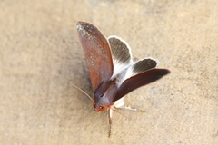Hemicephalis laronia