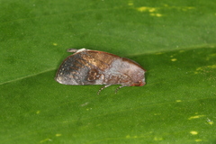 Hemicephalis laronia