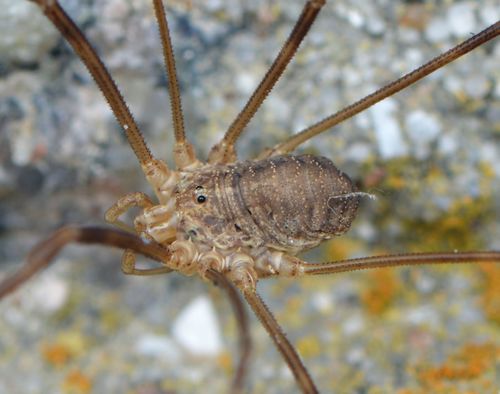 Opilio parietinus