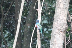 Trogon curucui