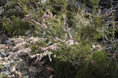Micromyrtus sessilis