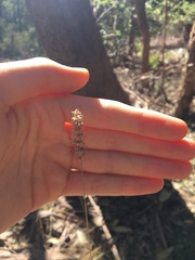 Echinopogon caespitosus