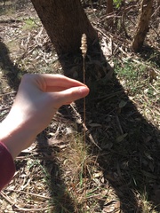 Echinopogon caespitosus
