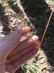 Echinopogon caespitosus