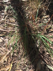 Echinopogon caespitosus