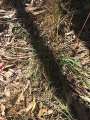 Echinopogon caespitosus