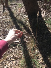 Echinopogon caespitosus