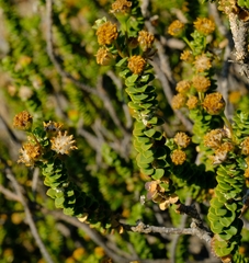 Euryops sulcatus