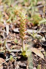 Lachenalia pallida