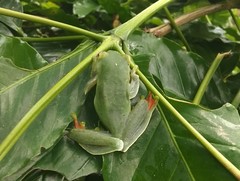 Zhangixalus prominanus