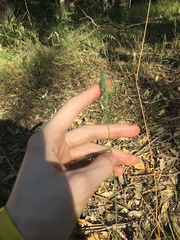 Echinopogon caespitosus