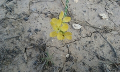 Linum kingii