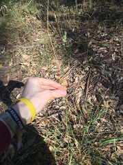 Echinopogon caespitosus