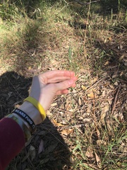 Echinopogon caespitosus