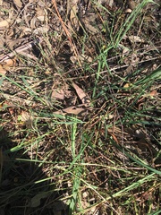 Echinopogon caespitosus